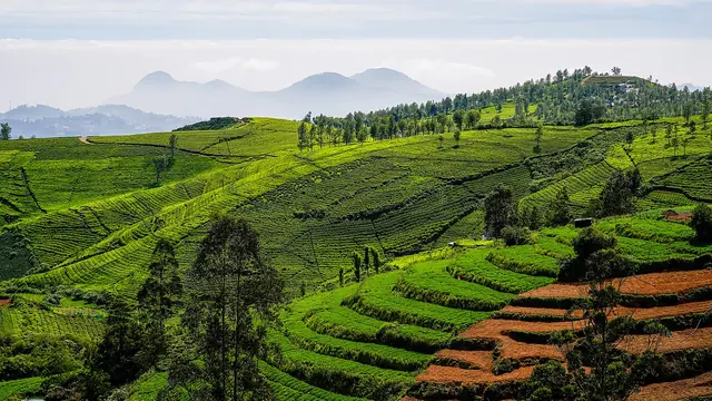 Nilgiris